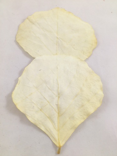 Cobrablad gebleekt 100 st.